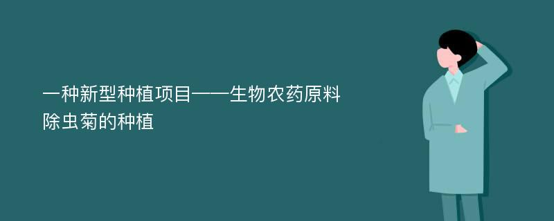 一种新型种植项目——生物农药原料除虫菊的种植